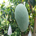 Mango Tree (Sindhri Variety – King of Early Mangoes)