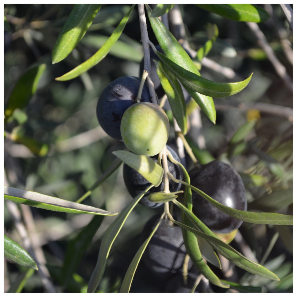 Olive Tree (Koroneiki Variety – Greek Origin)