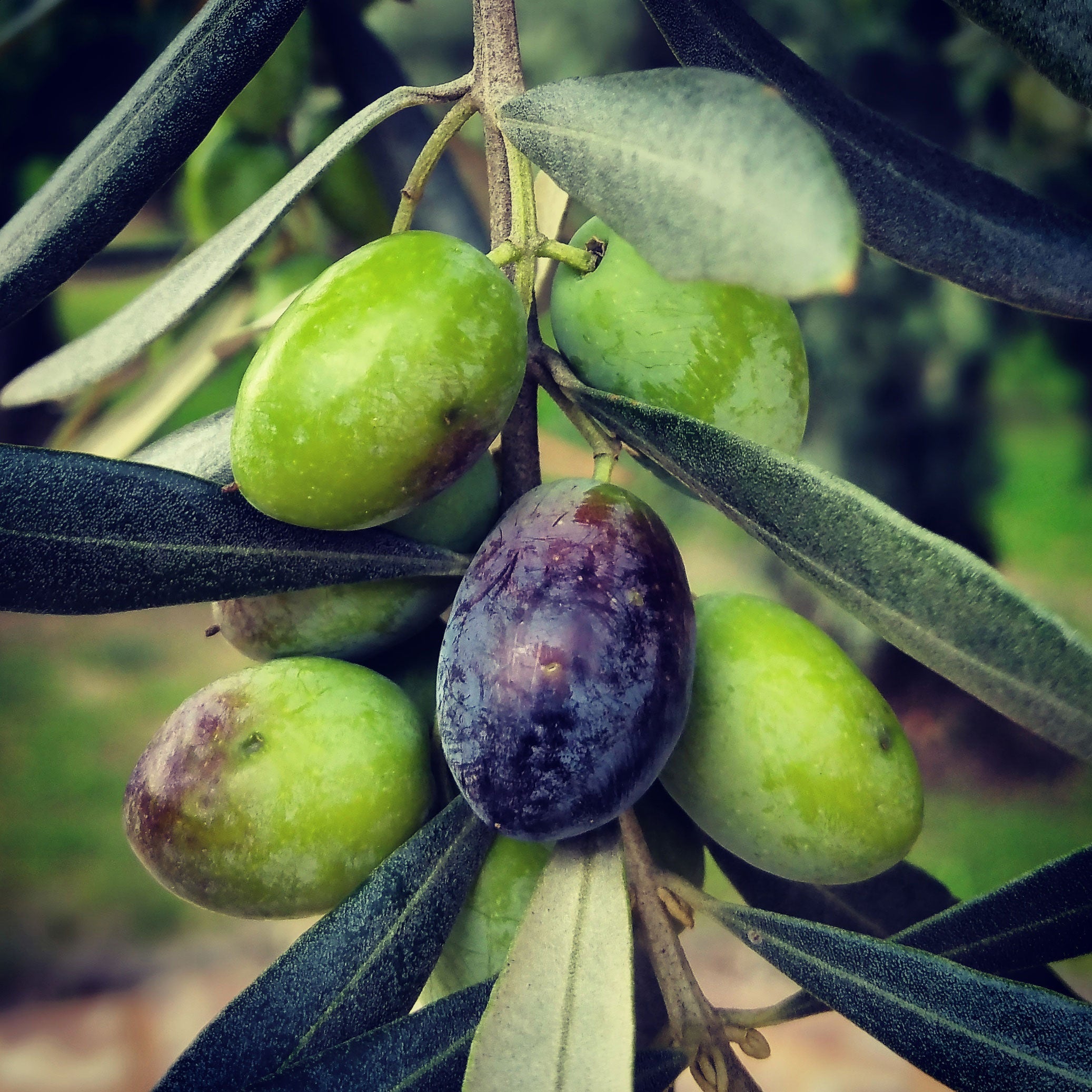 Olive Tree (Koroneiki Variety – Greek Origin)
