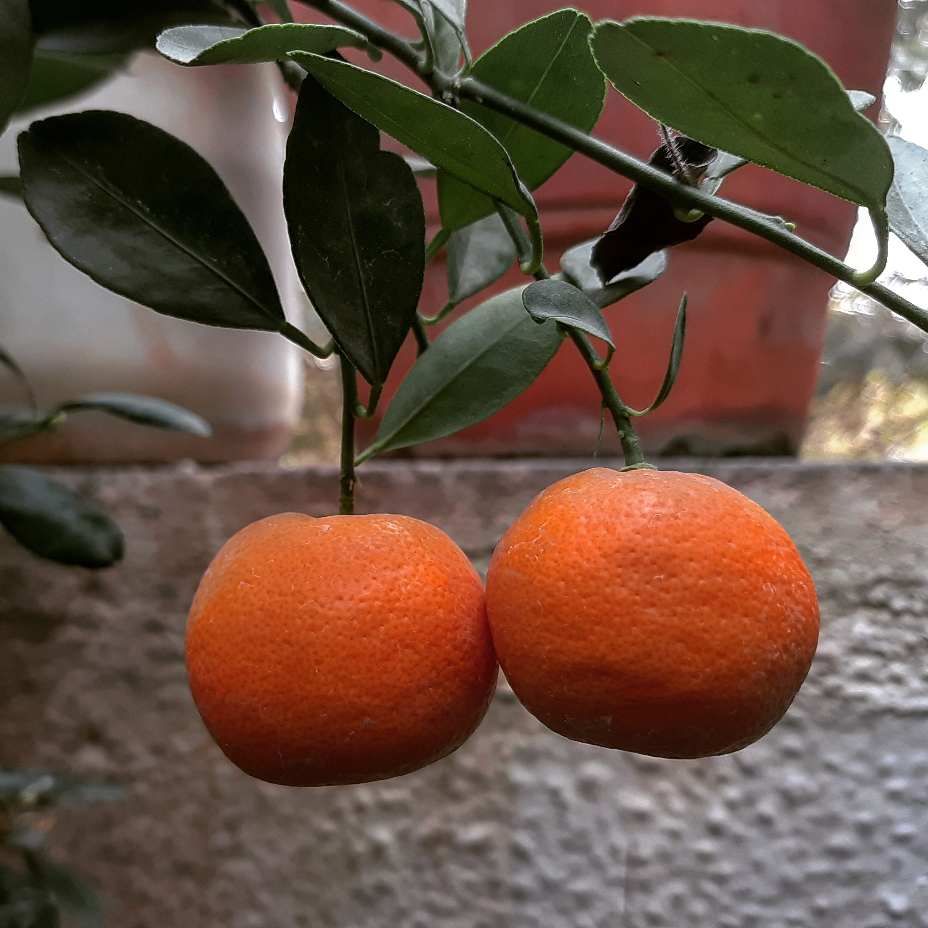 Kinnow Mandarin Tree