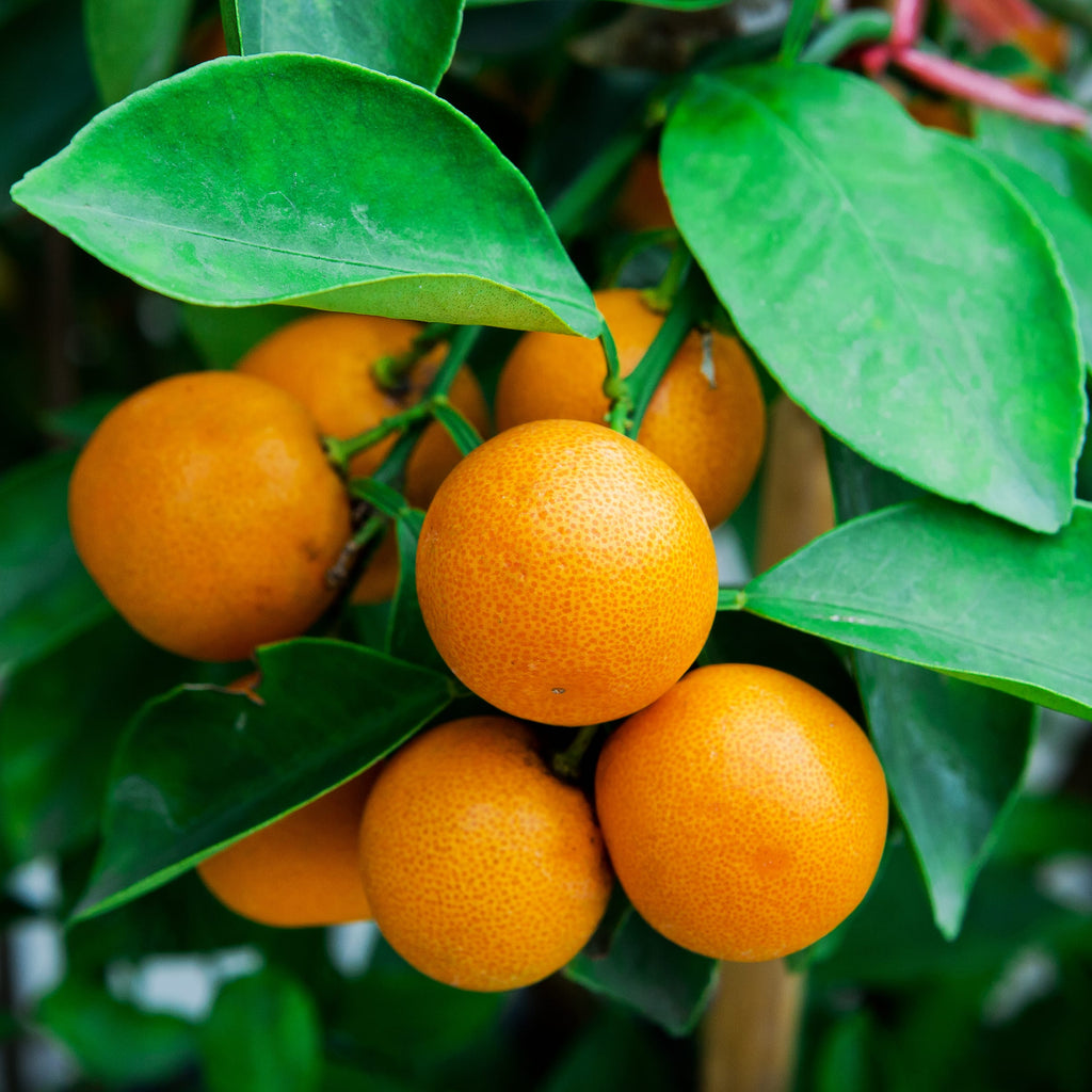 Kinnow Mandarin Tree