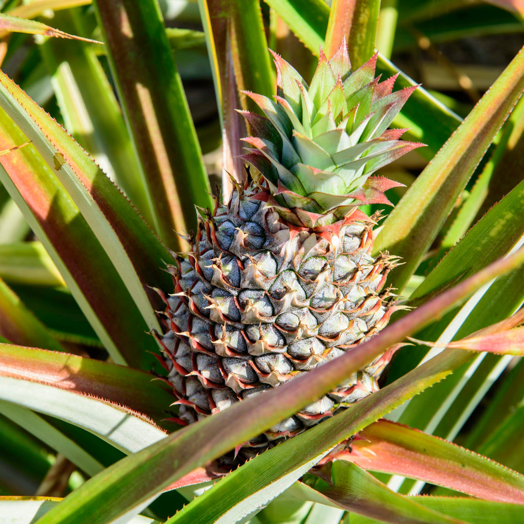 Pineapple Plant
