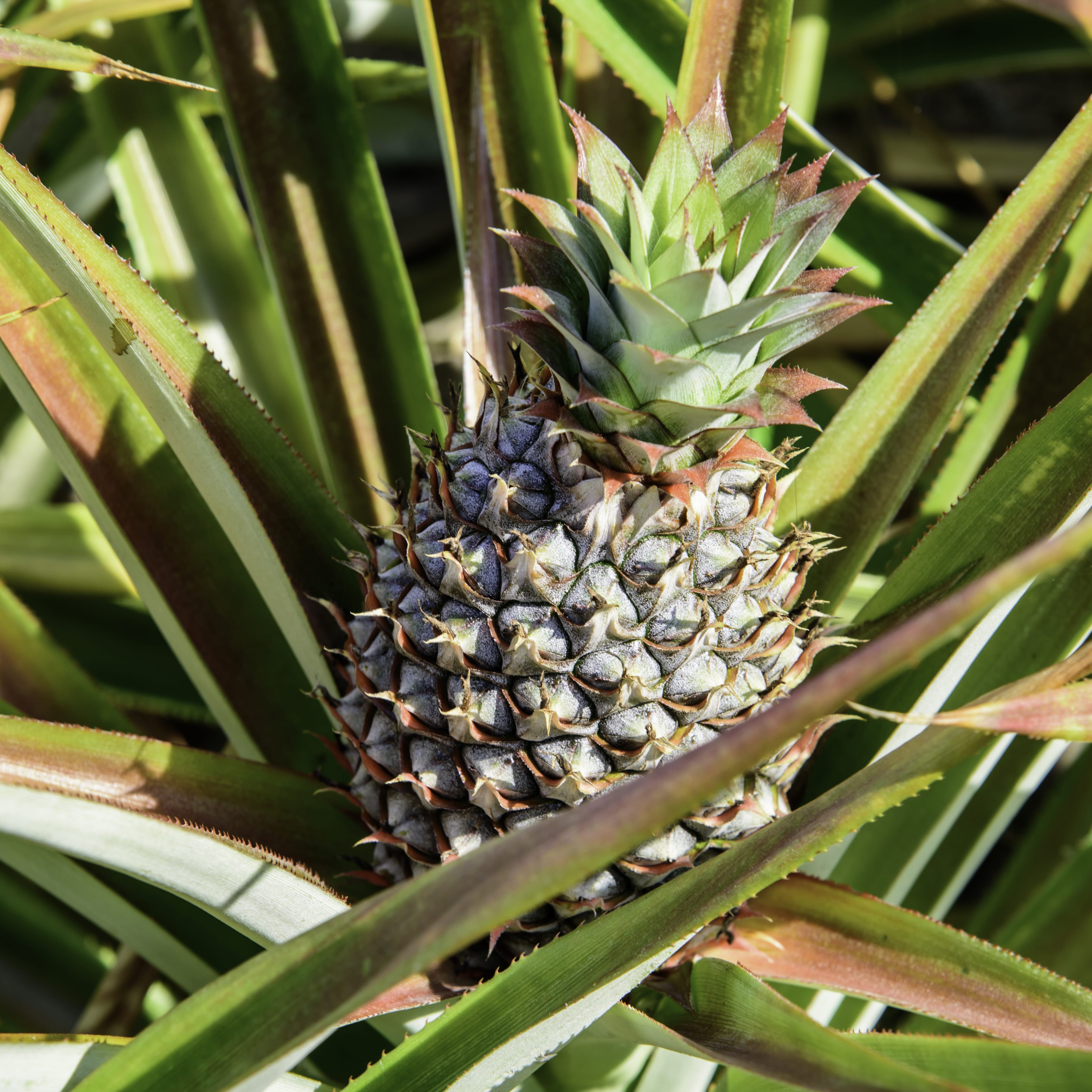 Pineapple Plant