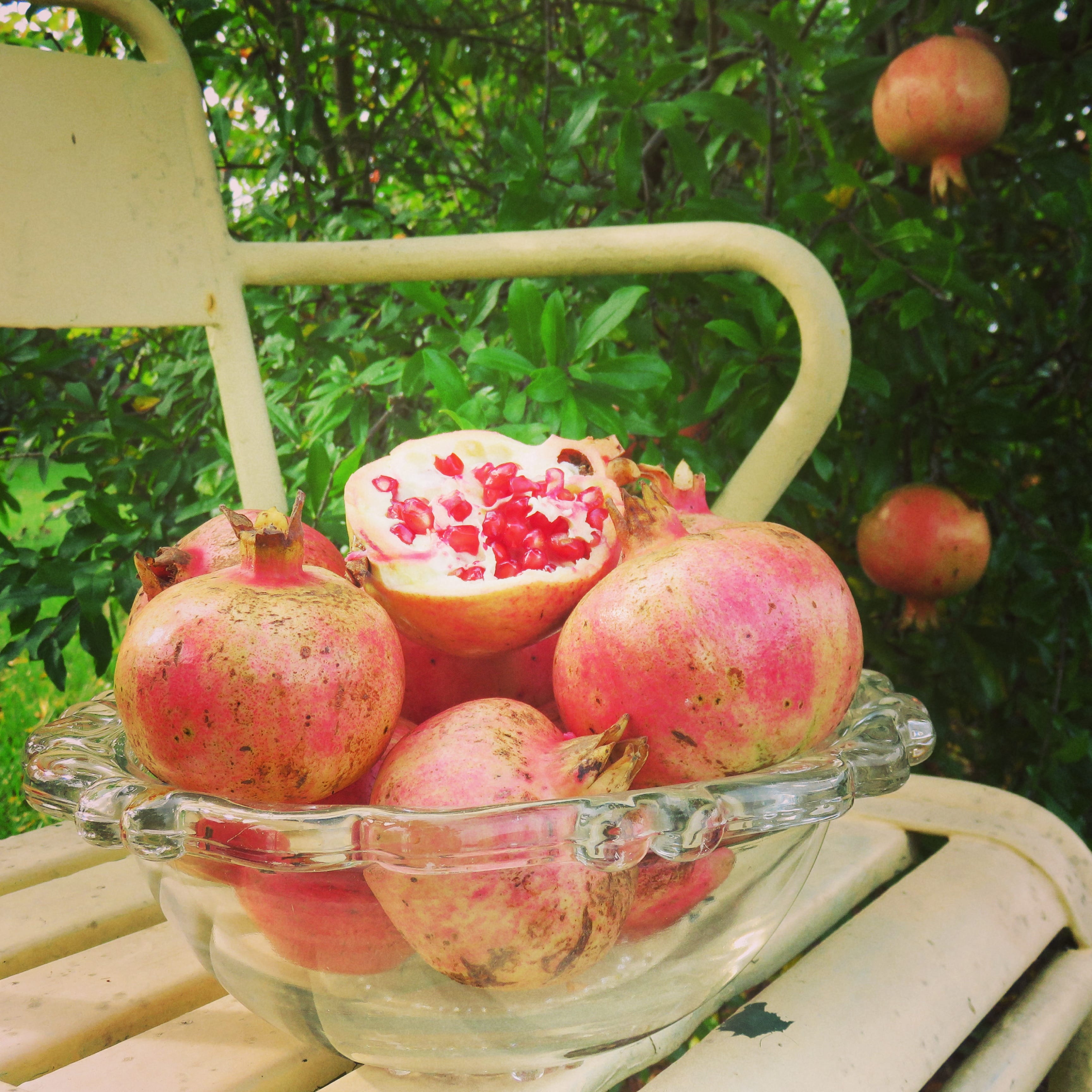 Kandhari Pomegranate Tree