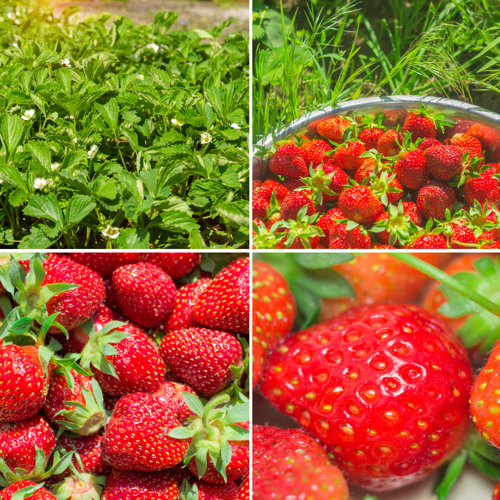 Strawberry Plant (Sweet Red Variety)