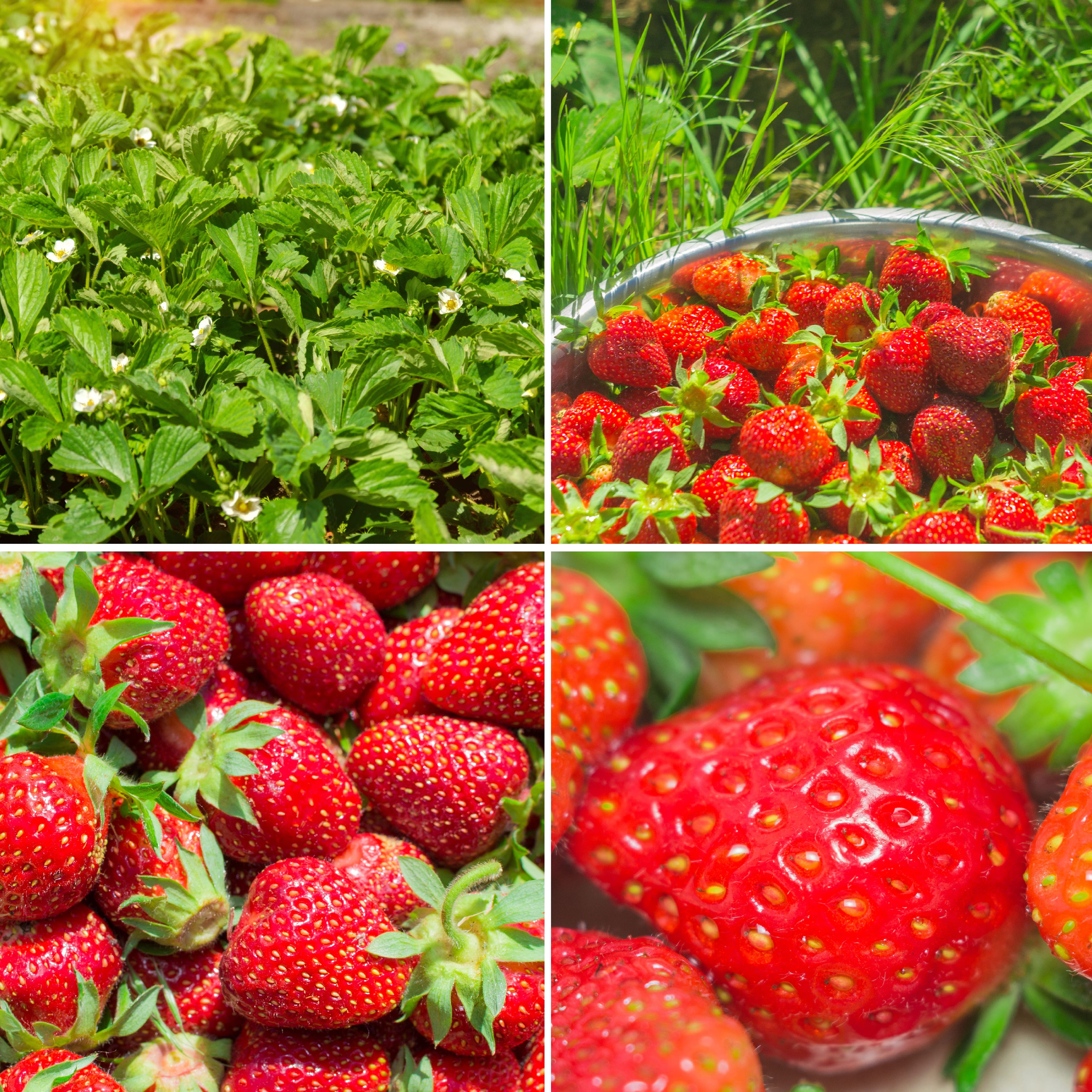 Strawberry Plant (Sweet Red Variety)