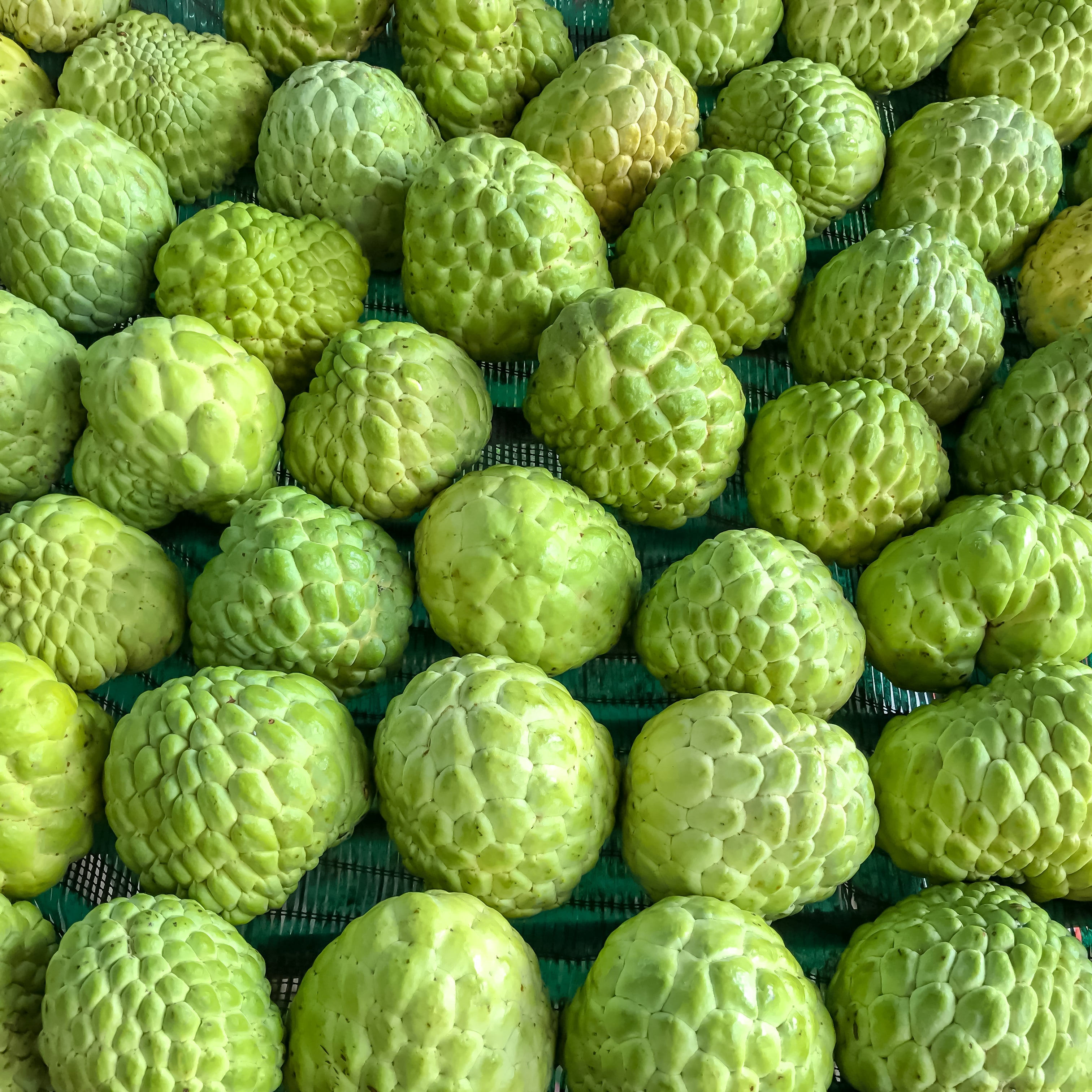 Custard Apple Tree