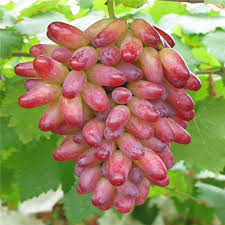 Manicure Finger Grape Vine (Vitis vinifera – Elegant, Elongated Pink Grapes)