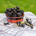 Blackberry Thornless Plant (Rubus fruticosus – Easy-Harvest Berries Without the Thorns)