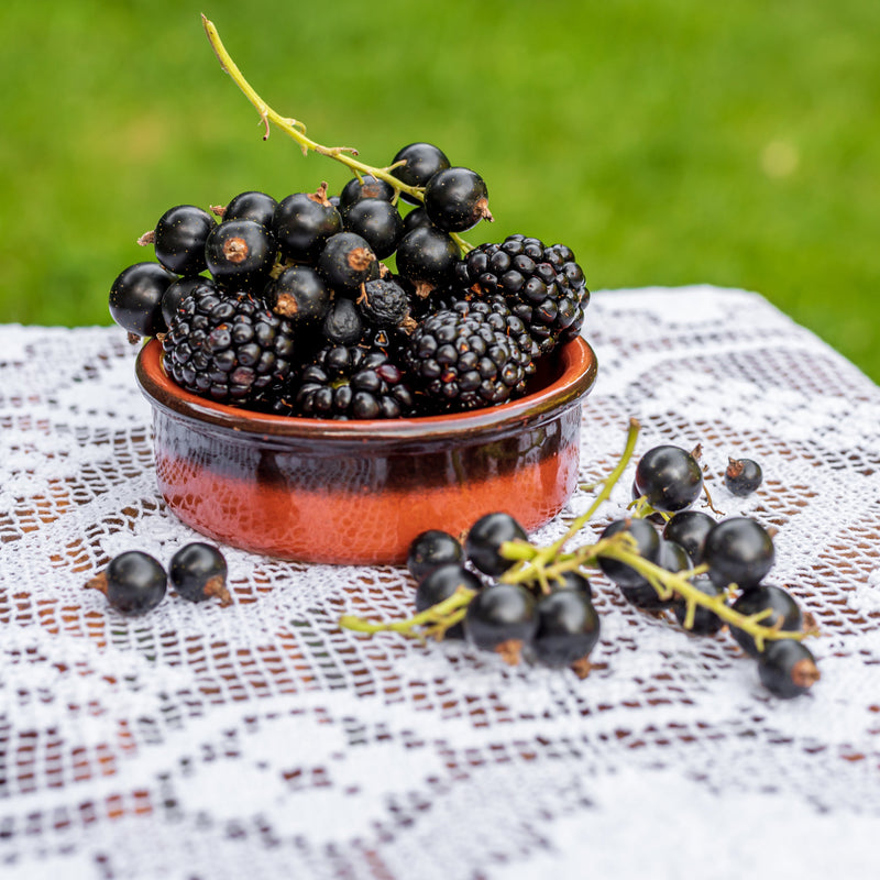 Blackberry Thornless Plant (Rubus fruticosus – Easy-Harvest Berries Without the Thorns)