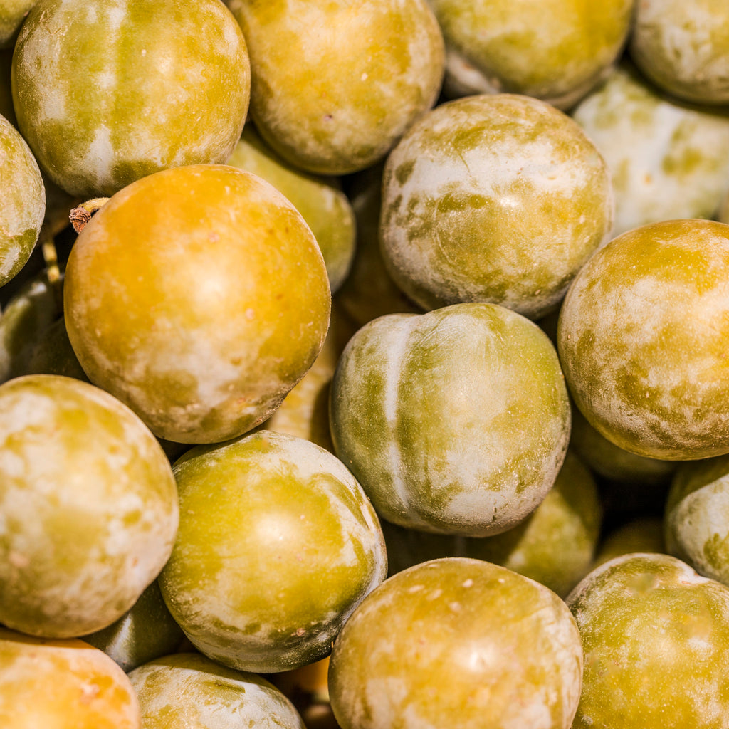 Common Plum Tree