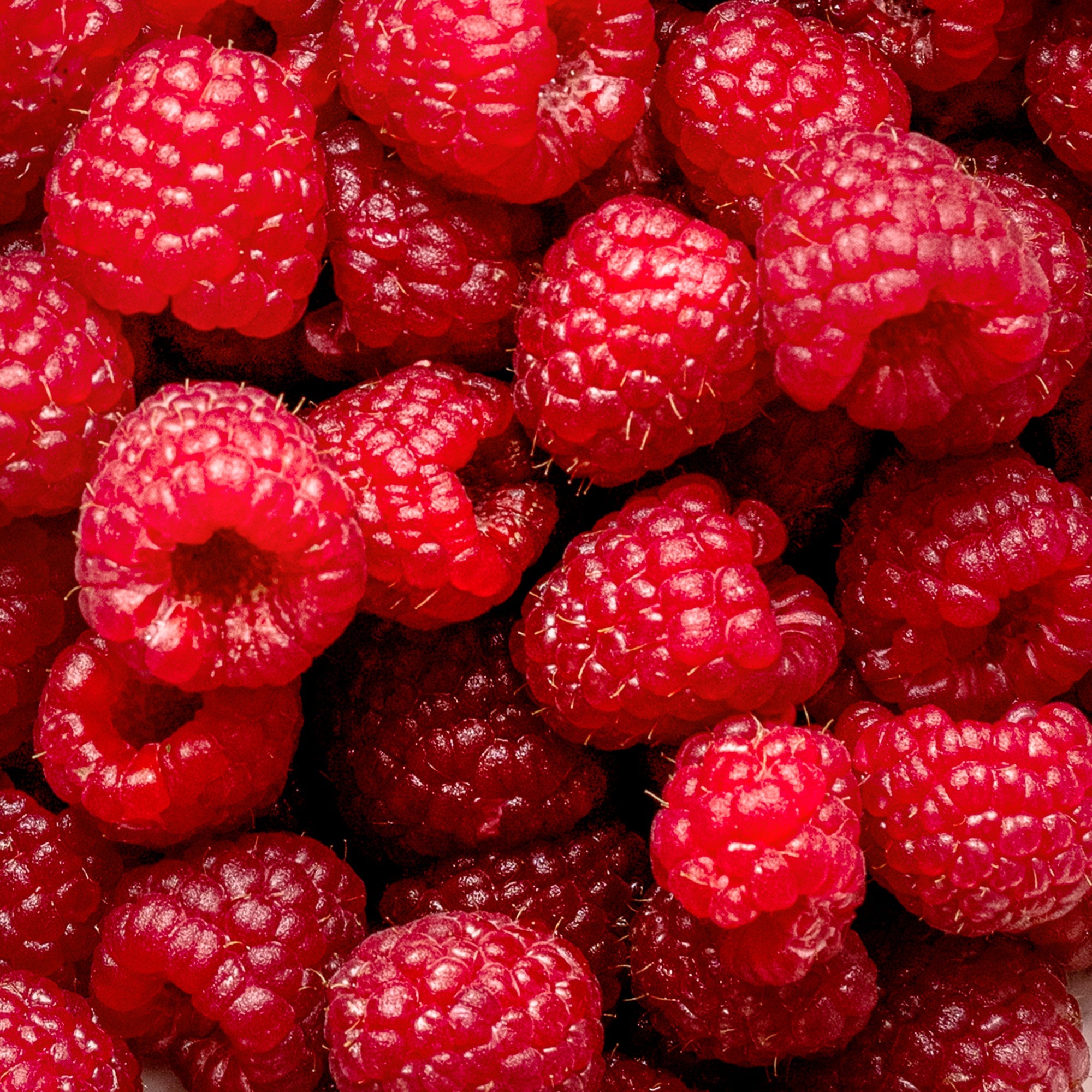 Raspberry Plant (Rubus idaeus – Sweet, Juicy Berries for Home Gardens)