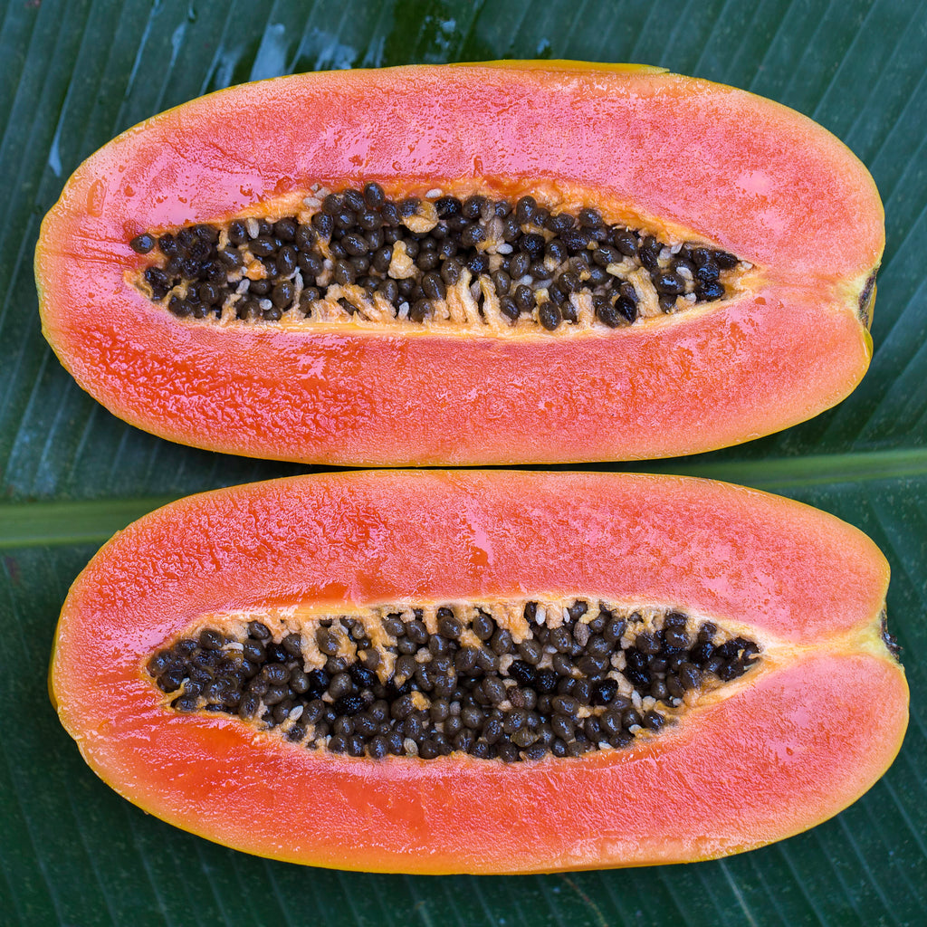 Papaya Tree