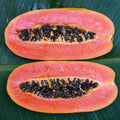 Papaya Tree