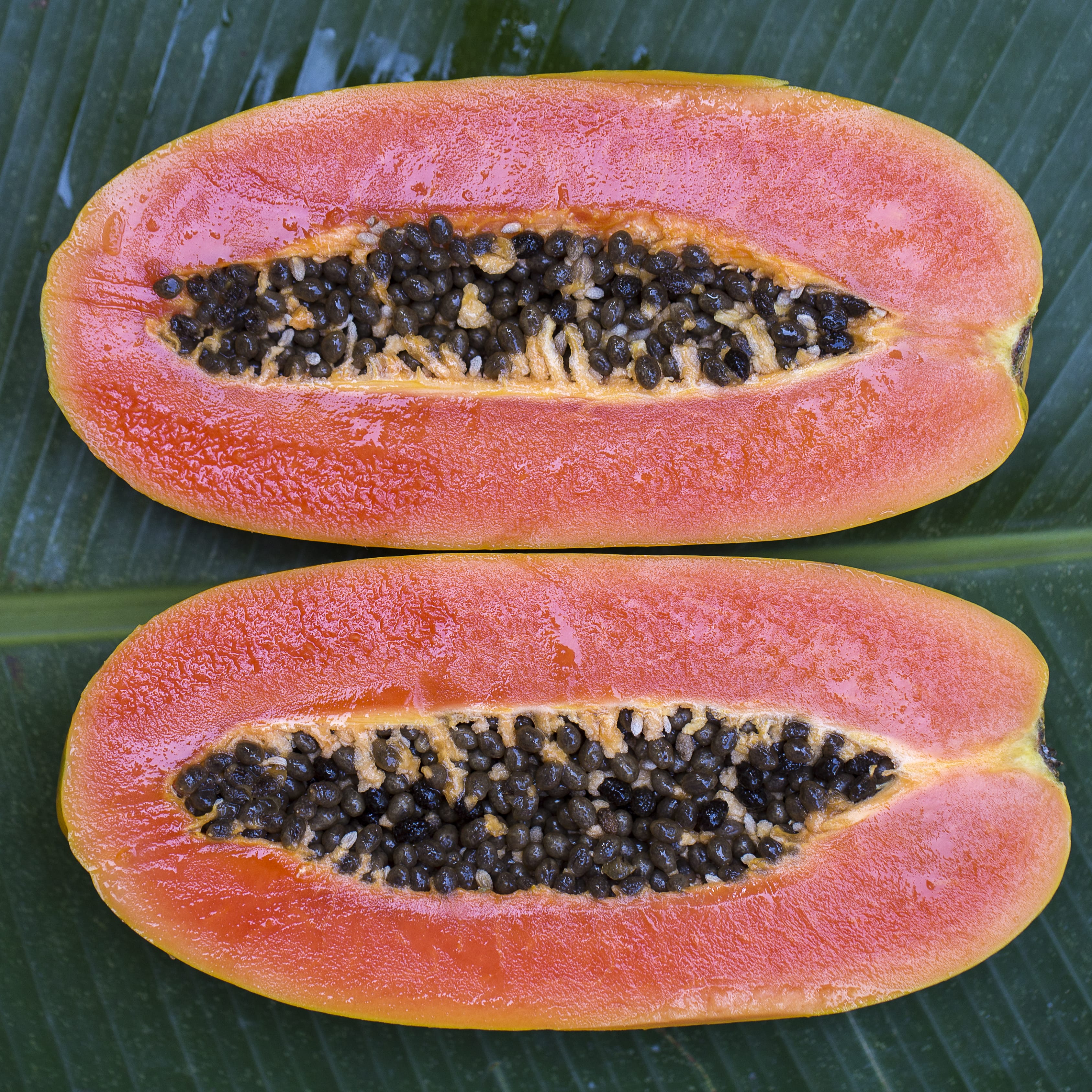 Papaya Tree