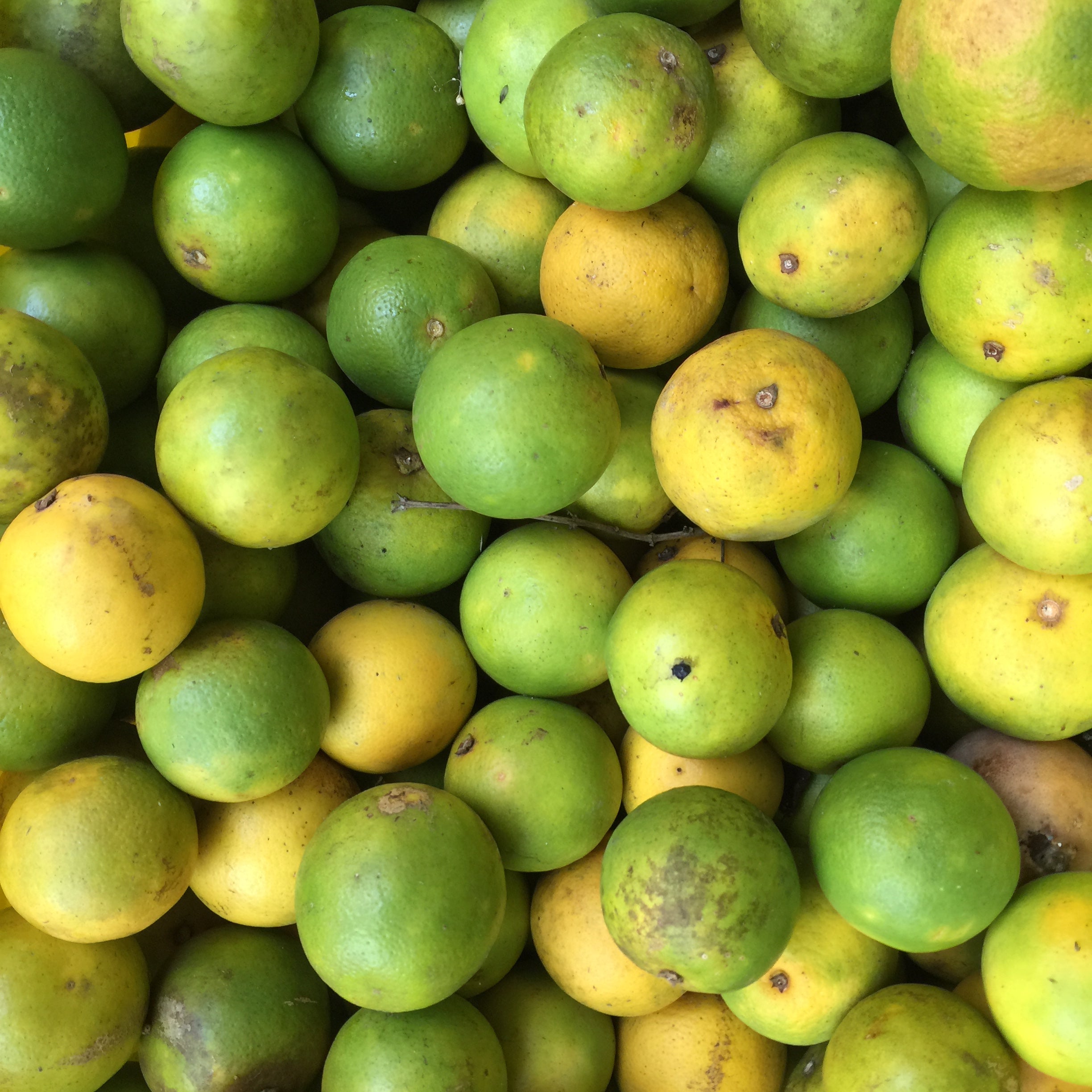 Sweet Orange Tree (Musambi / Malta)