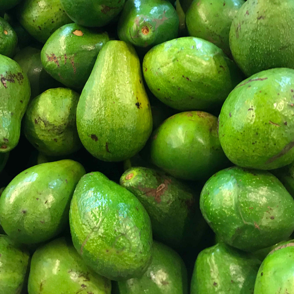 Avocado Tree (Green Variety)