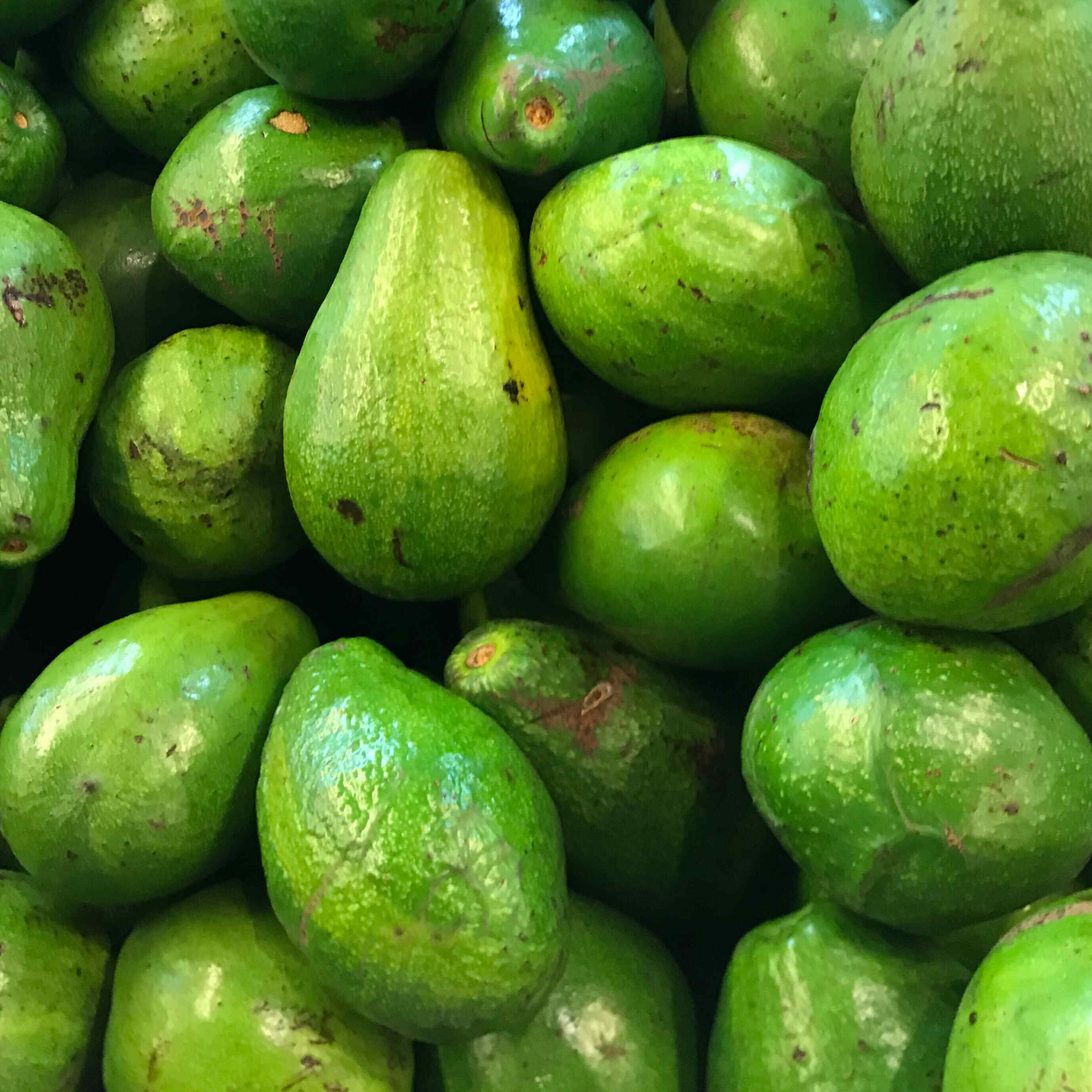 Avocado Tree (Green Variety)