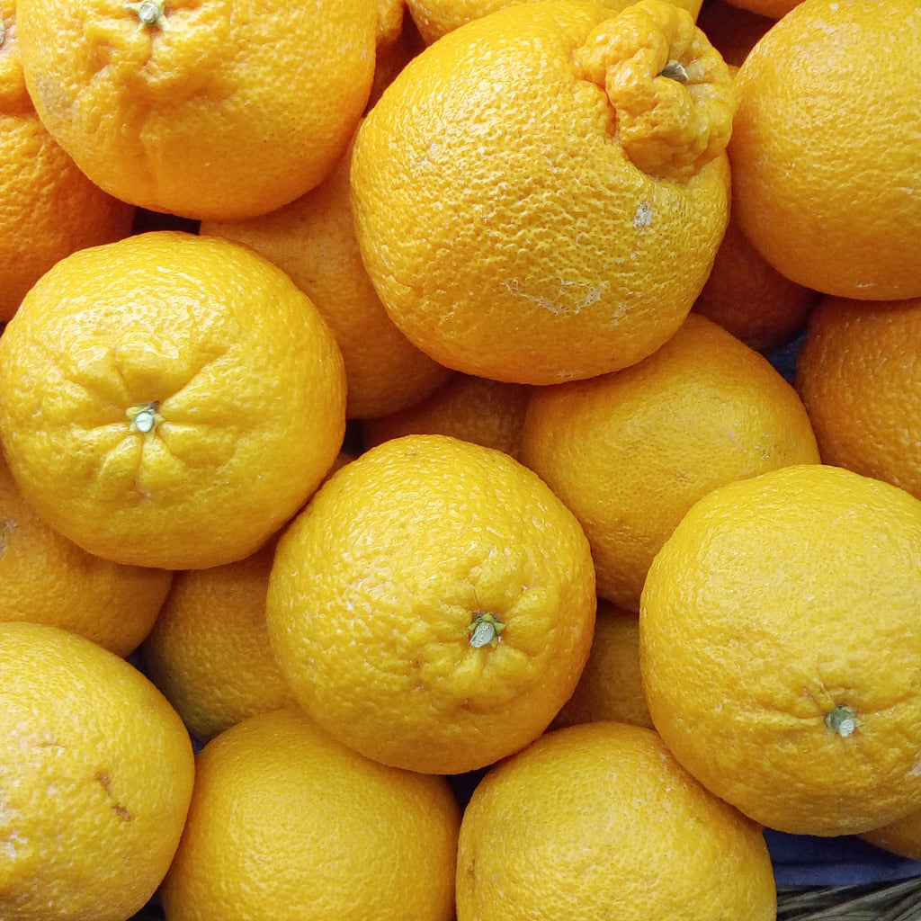 Decopon Citrus Plant (Sumo Orange)