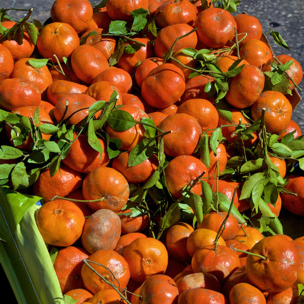 Kinnow Mandarin Tree