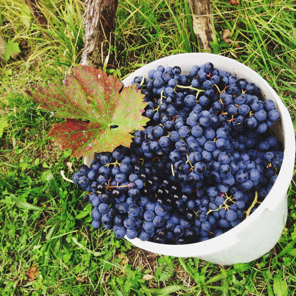 Black Grape Vine (Vitis vinifera – Classic Sweet Table Grapes)