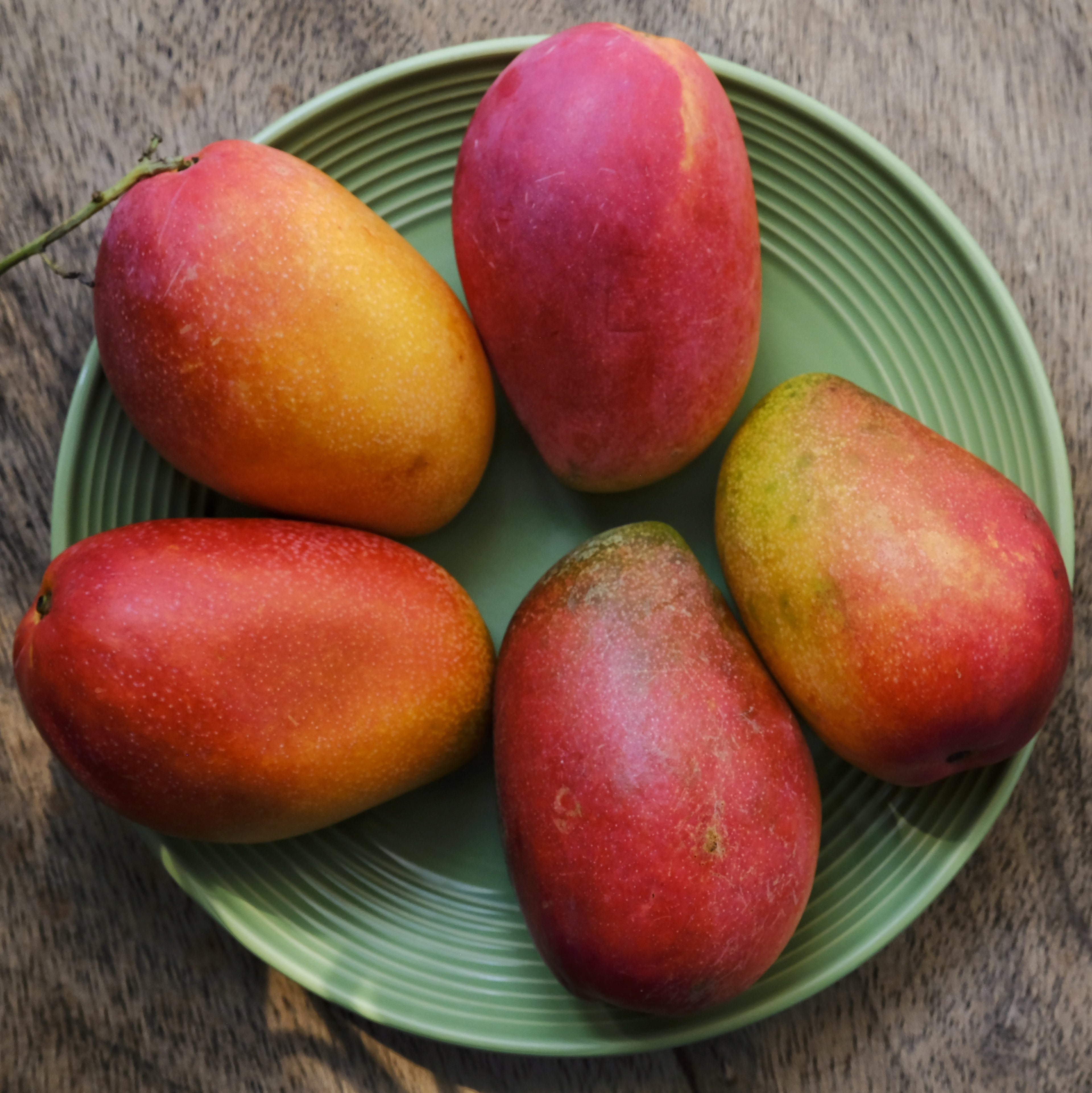 Mango Tree (Miyazaki Variety – The World's Most Luxurious Mango)