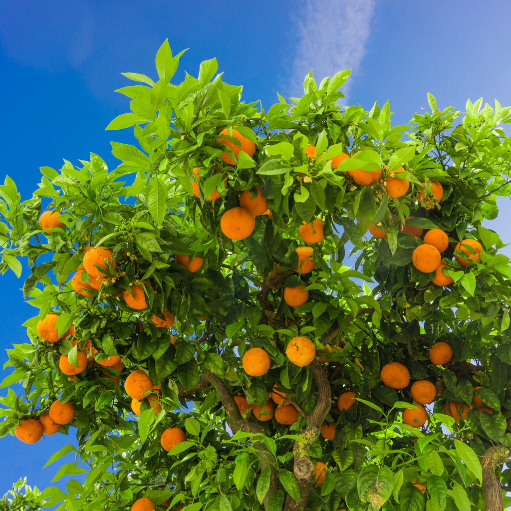 Kinnow Mandarin Tree