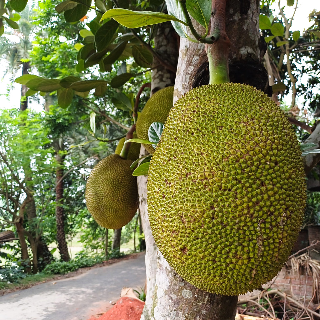 Jackfruit Tree (Kathal)