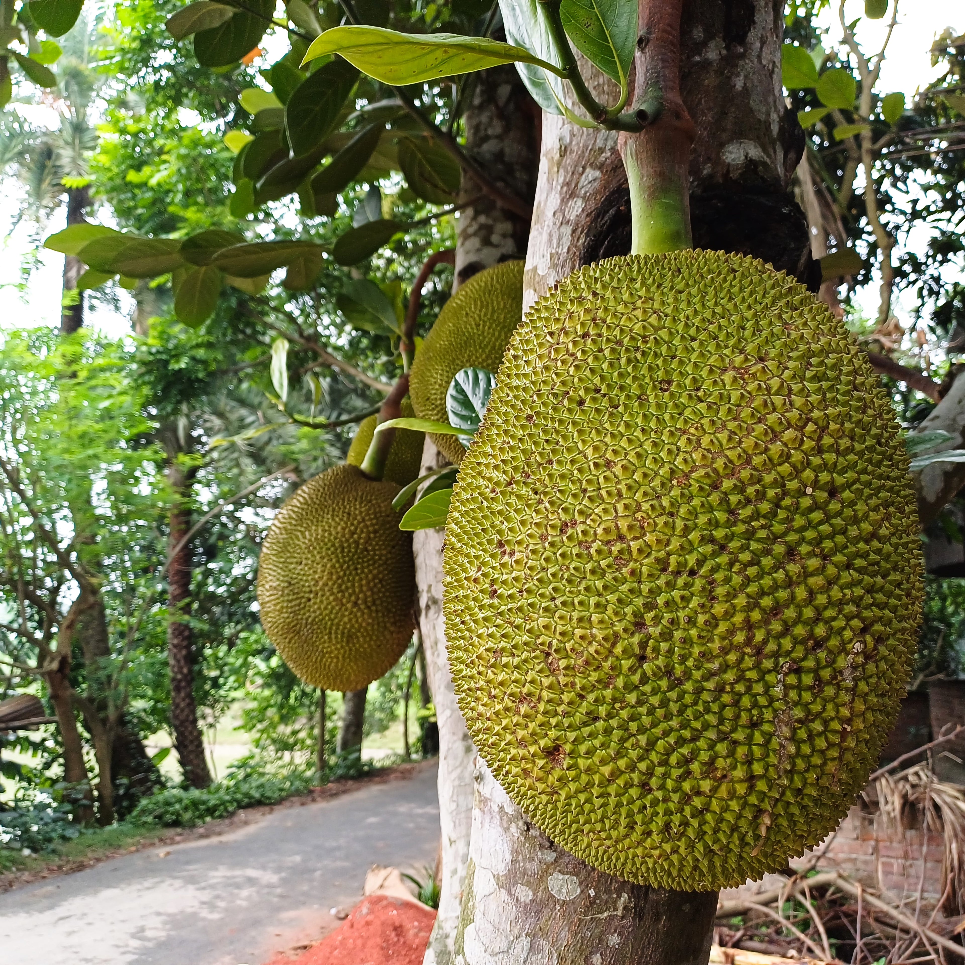 Jackfruit Tree (Kathal)