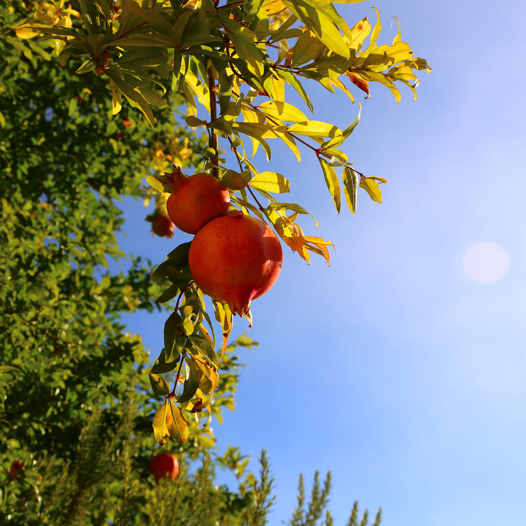 Wonderful Pomegranate Tree (Punica granatum)