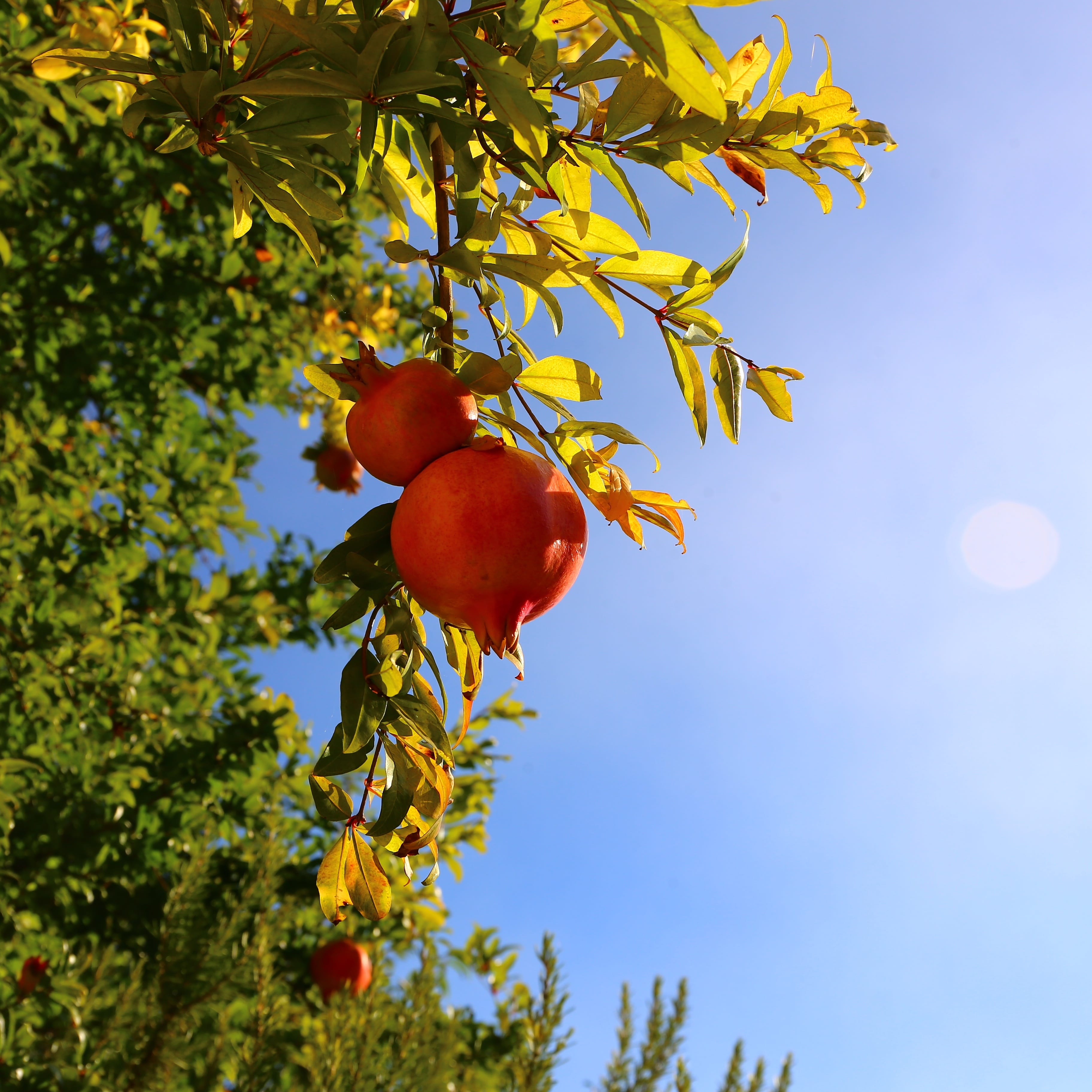Wonderful Pomegranate Tree (Punica granatum)