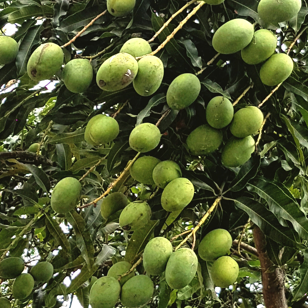 Mango Tree (Anwar Ratol Variety – Pakistan’s Most Loved Mango)