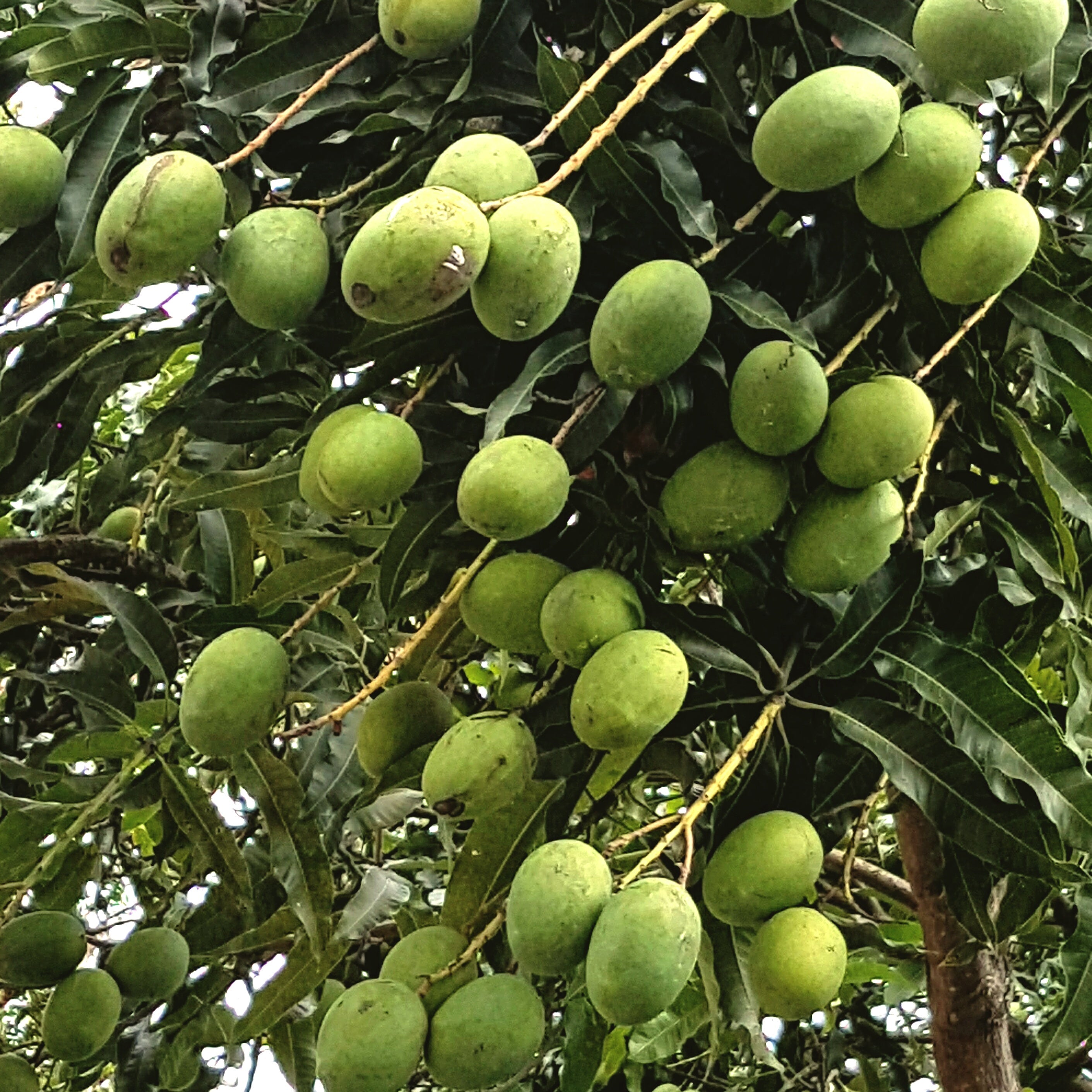 Mango Tree (Anwar Ratol Variety – Pakistan’s Most Loved Mango)