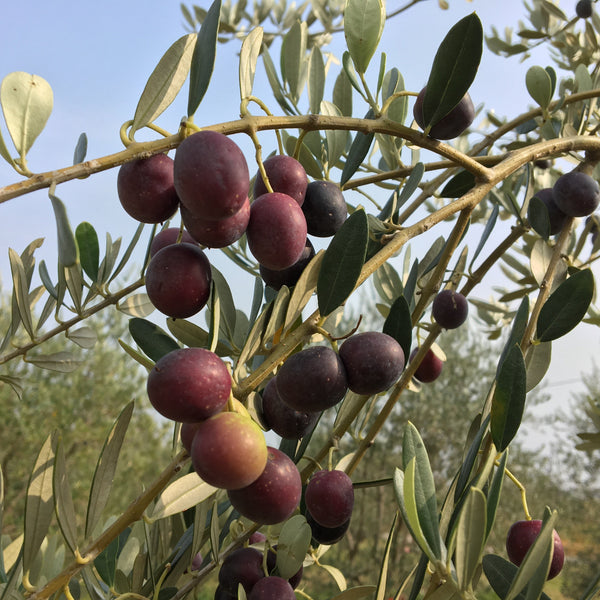 Olive Tree (Arbequina Variety – Spanish Origin)