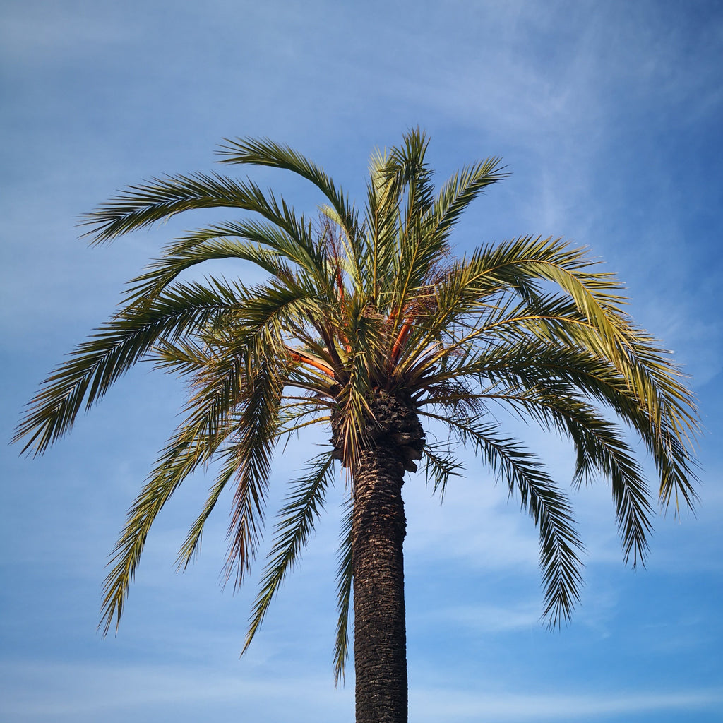 Date Palm Tree (Aseel)