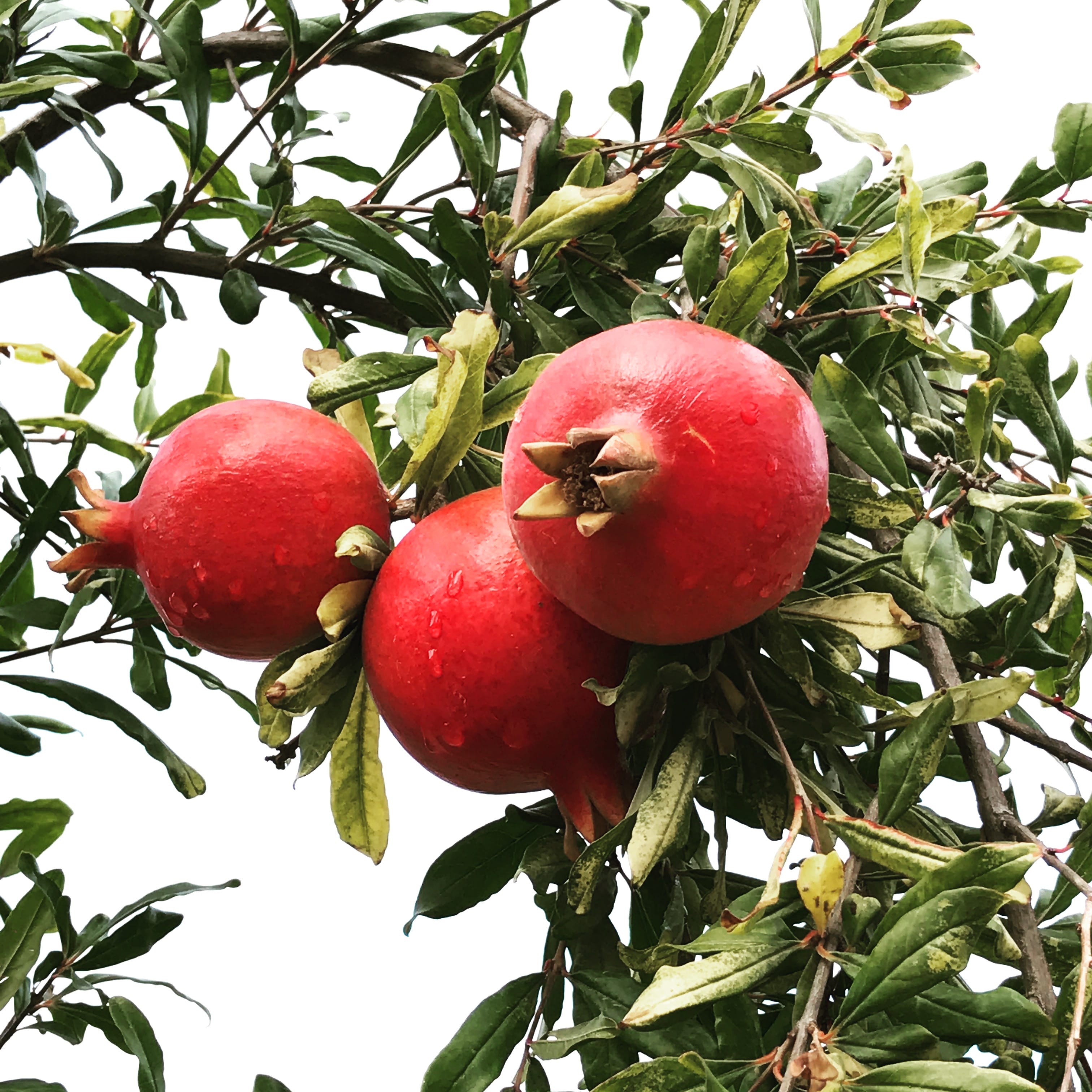 Wonderful Pomegranate Tree (Punica granatum)