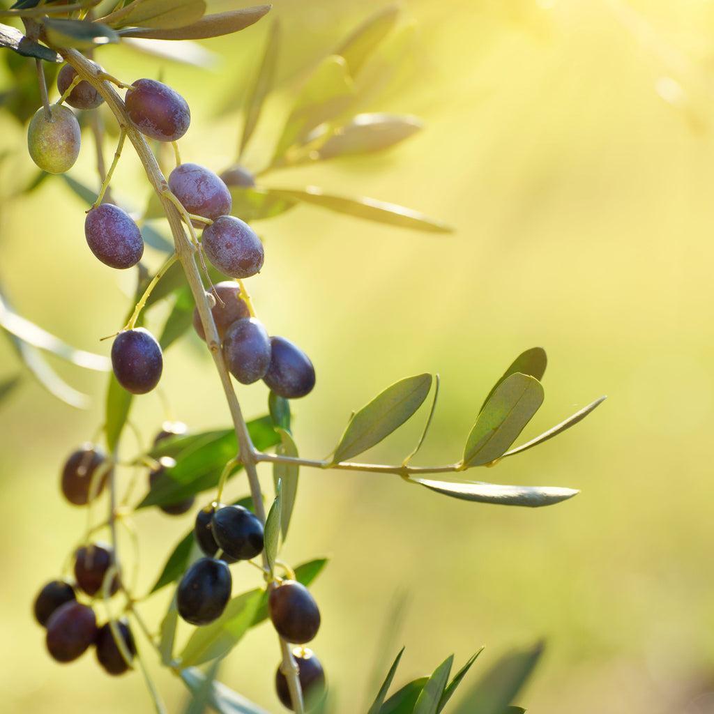 Olive Tree (Gemlik Variety – Turkish Origin)
