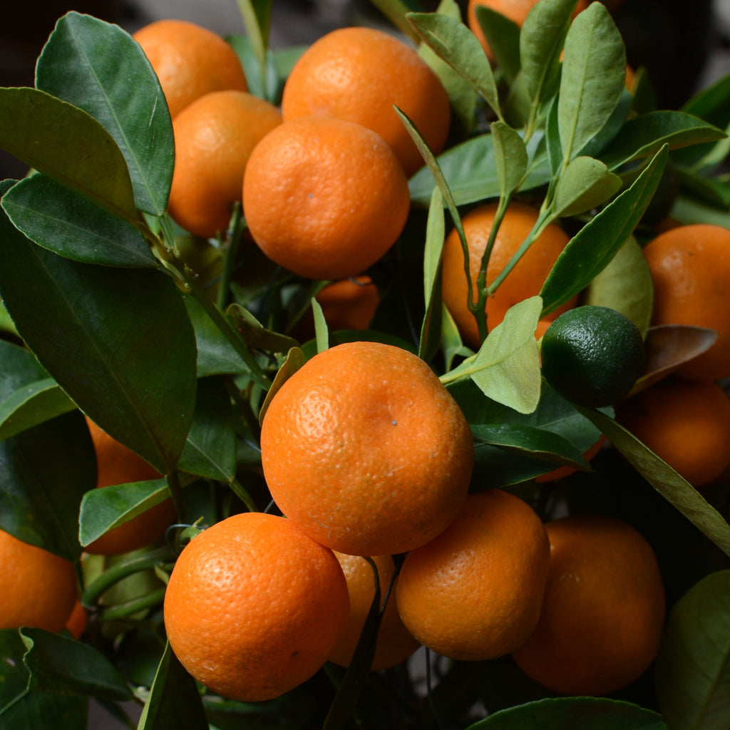 Kinnow Mandarin Tree