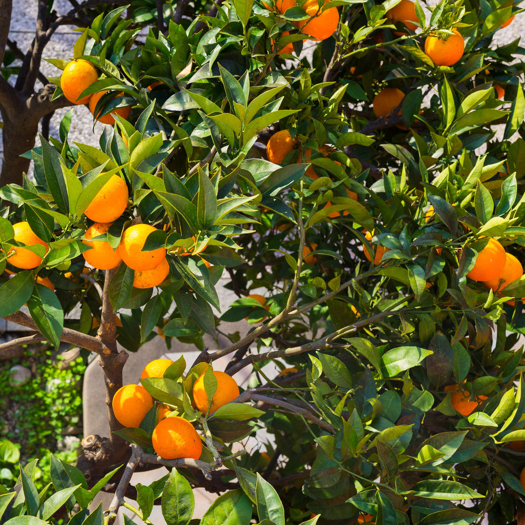 Kinnow Mandarin Tree
