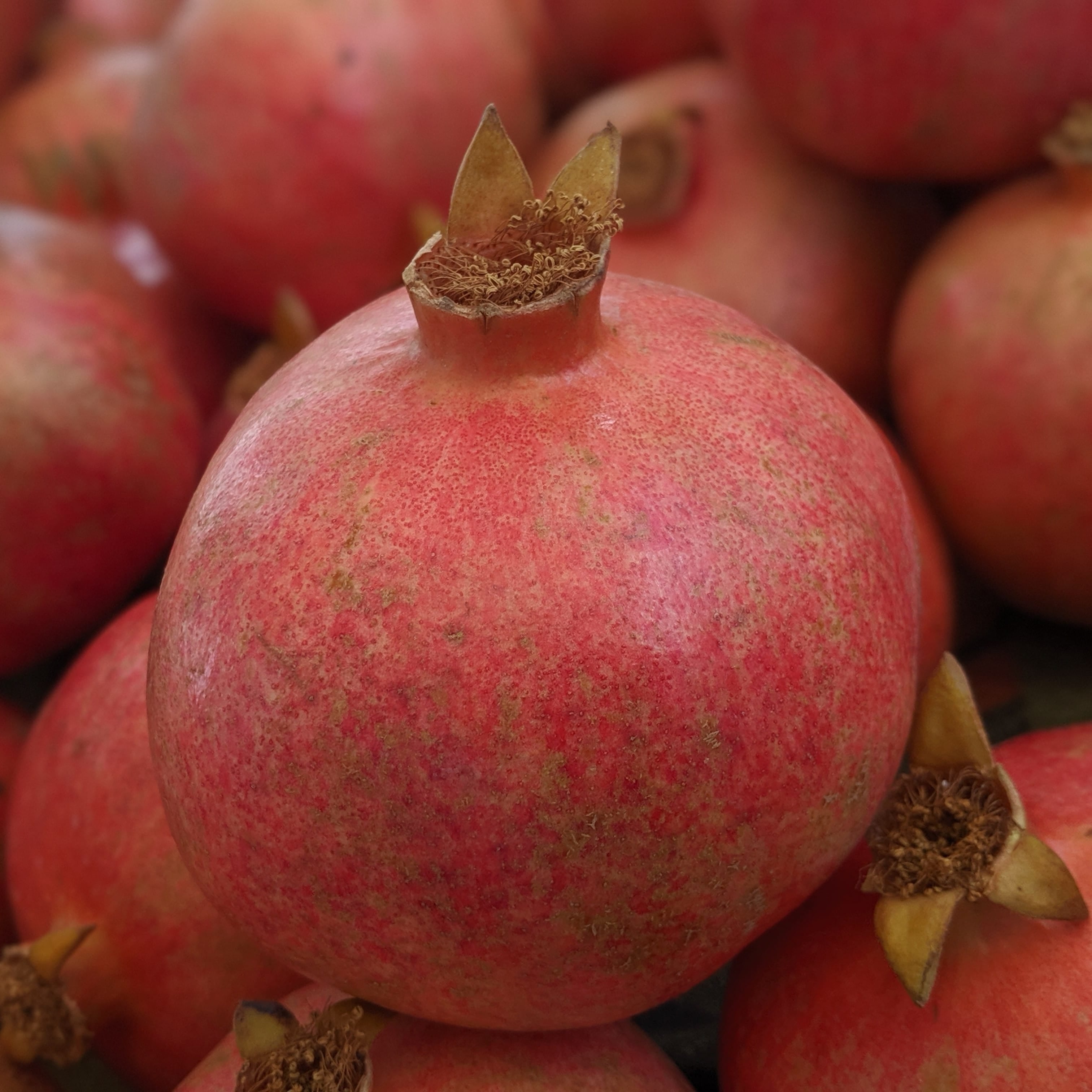 Kandhari Pomegranate Tree