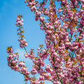 Flowering Peach Tree