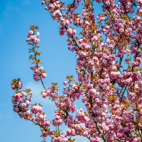 Flowering Peach Tree