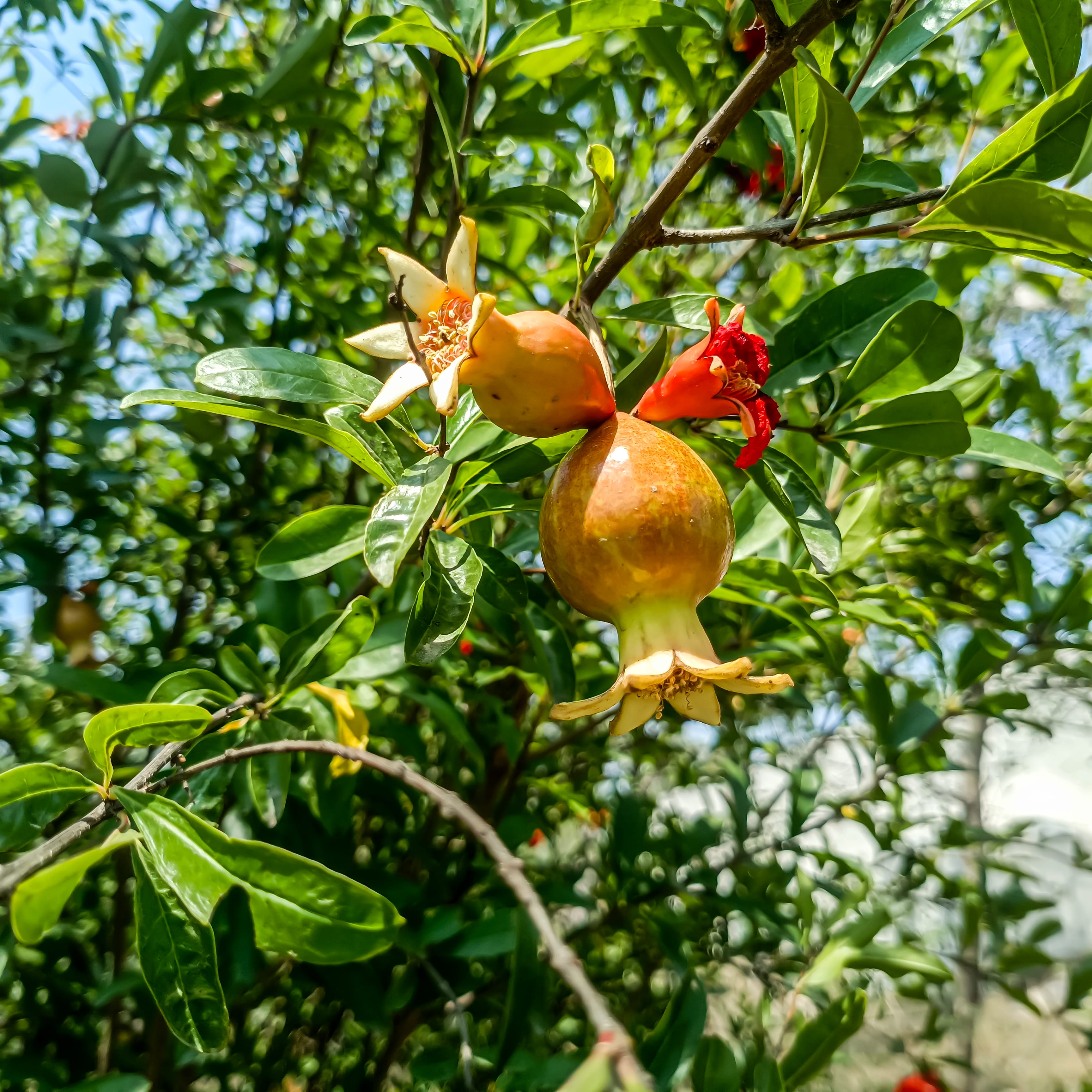 Desi Pomegranate Tree
