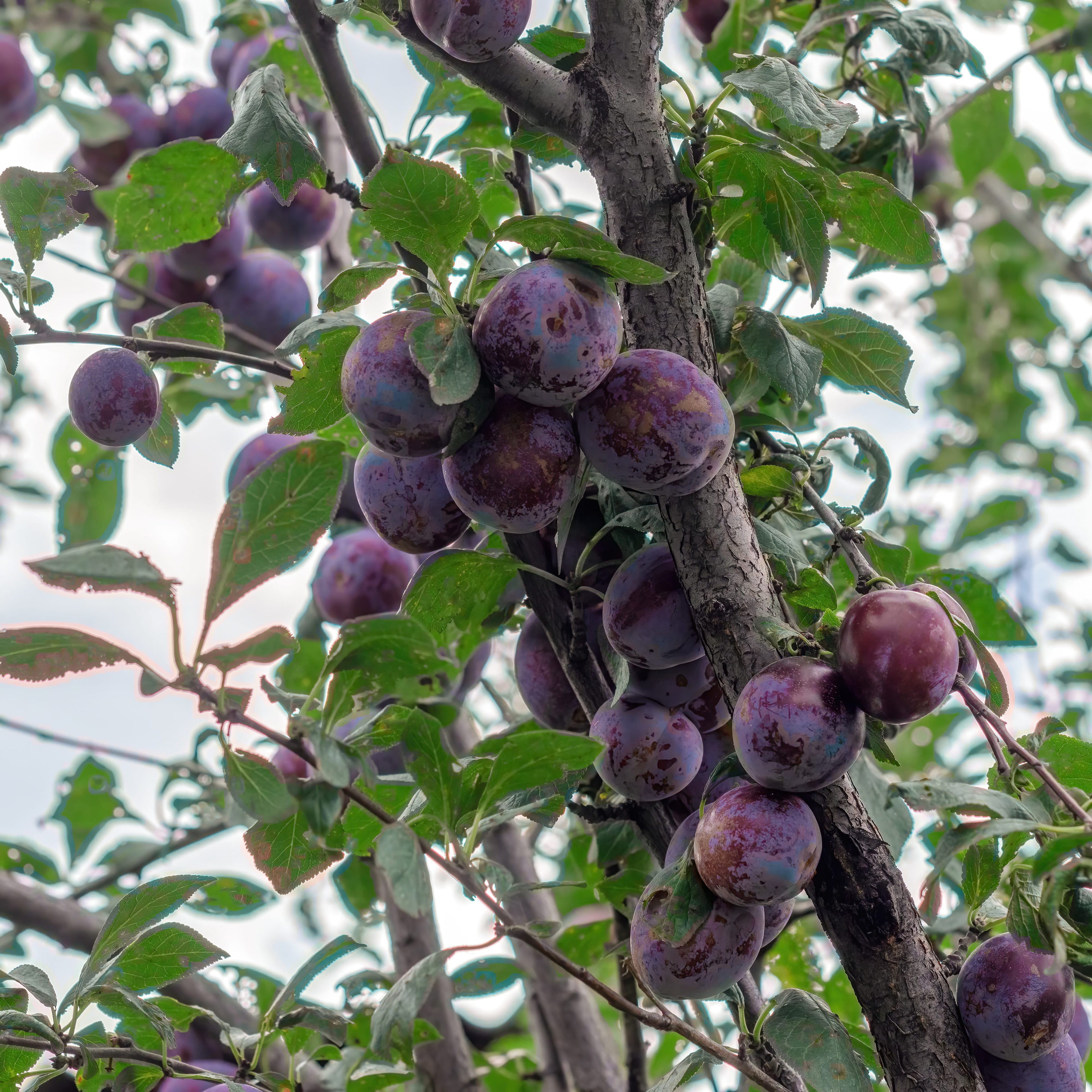Common Plum Tree