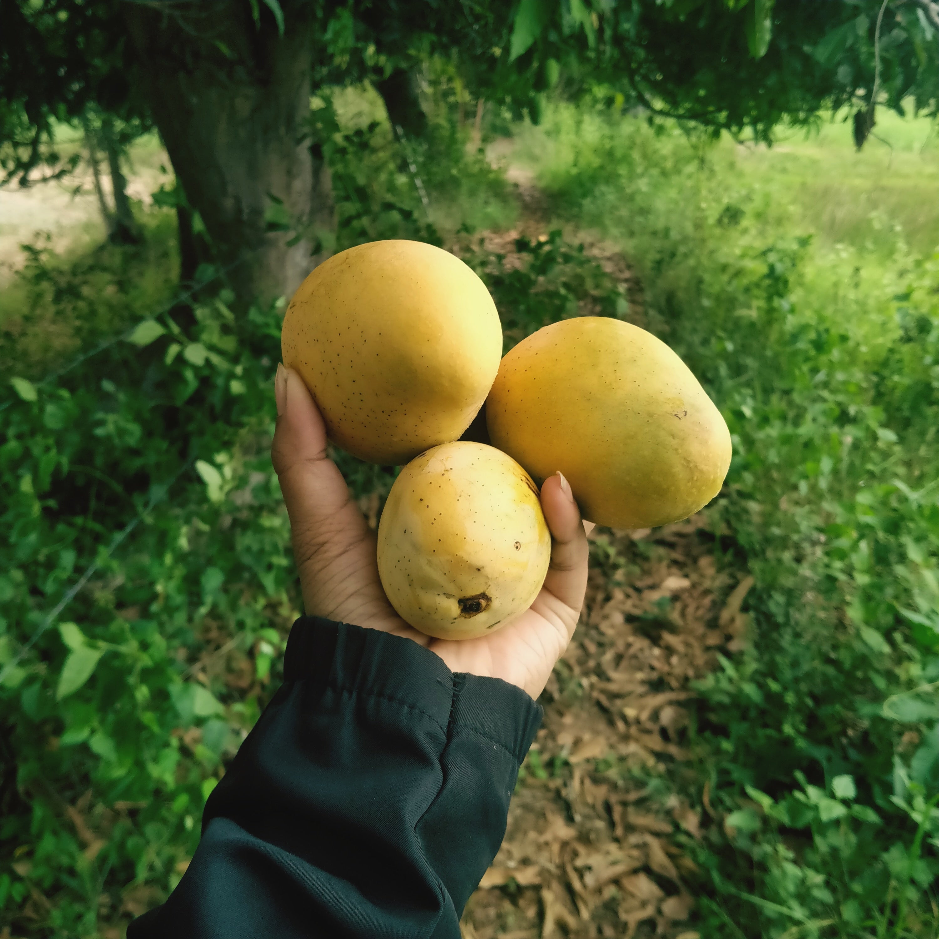 Mango Tree (Anwar Ratol Variety – Pakistan’s Most Loved Mango)