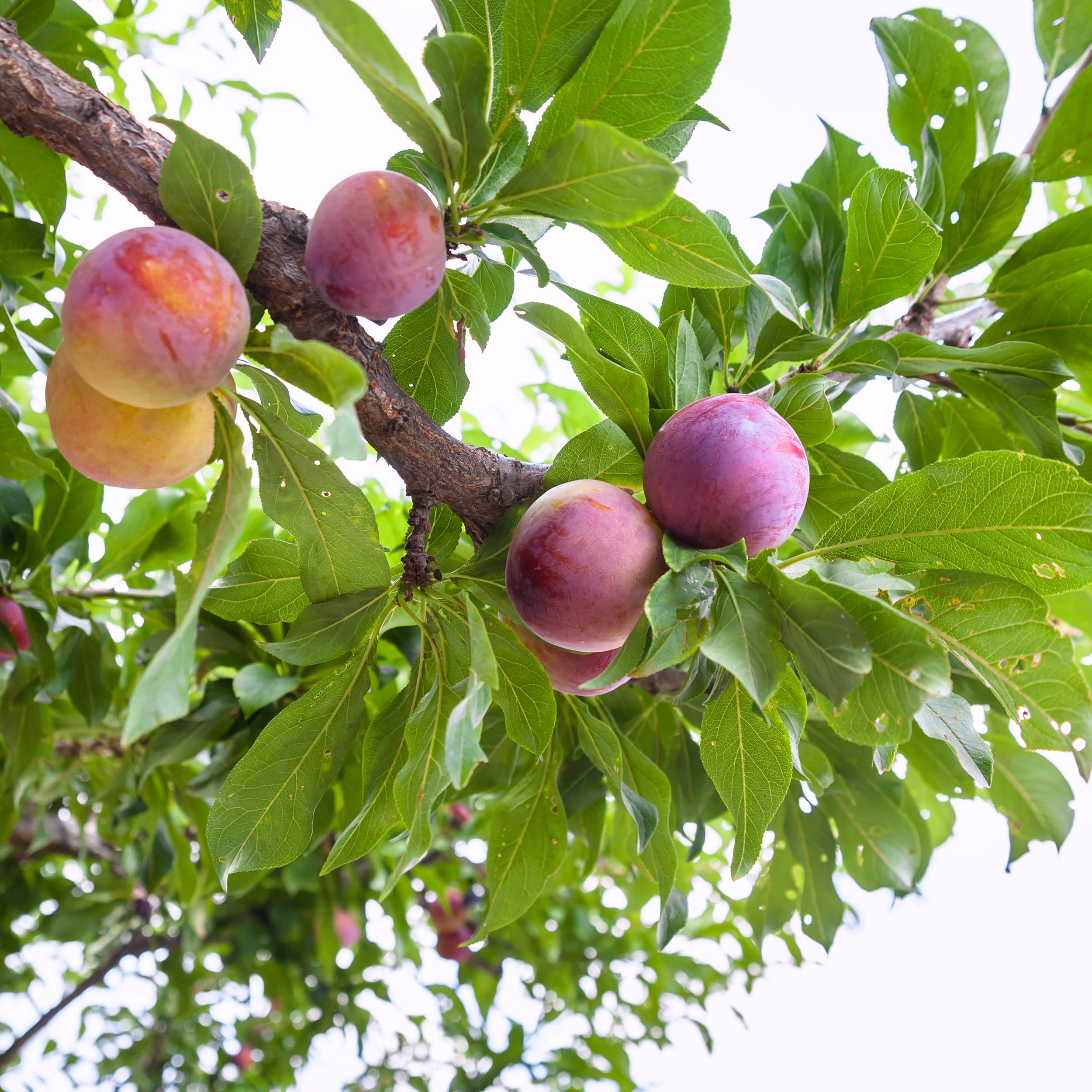 Common Plum Tree