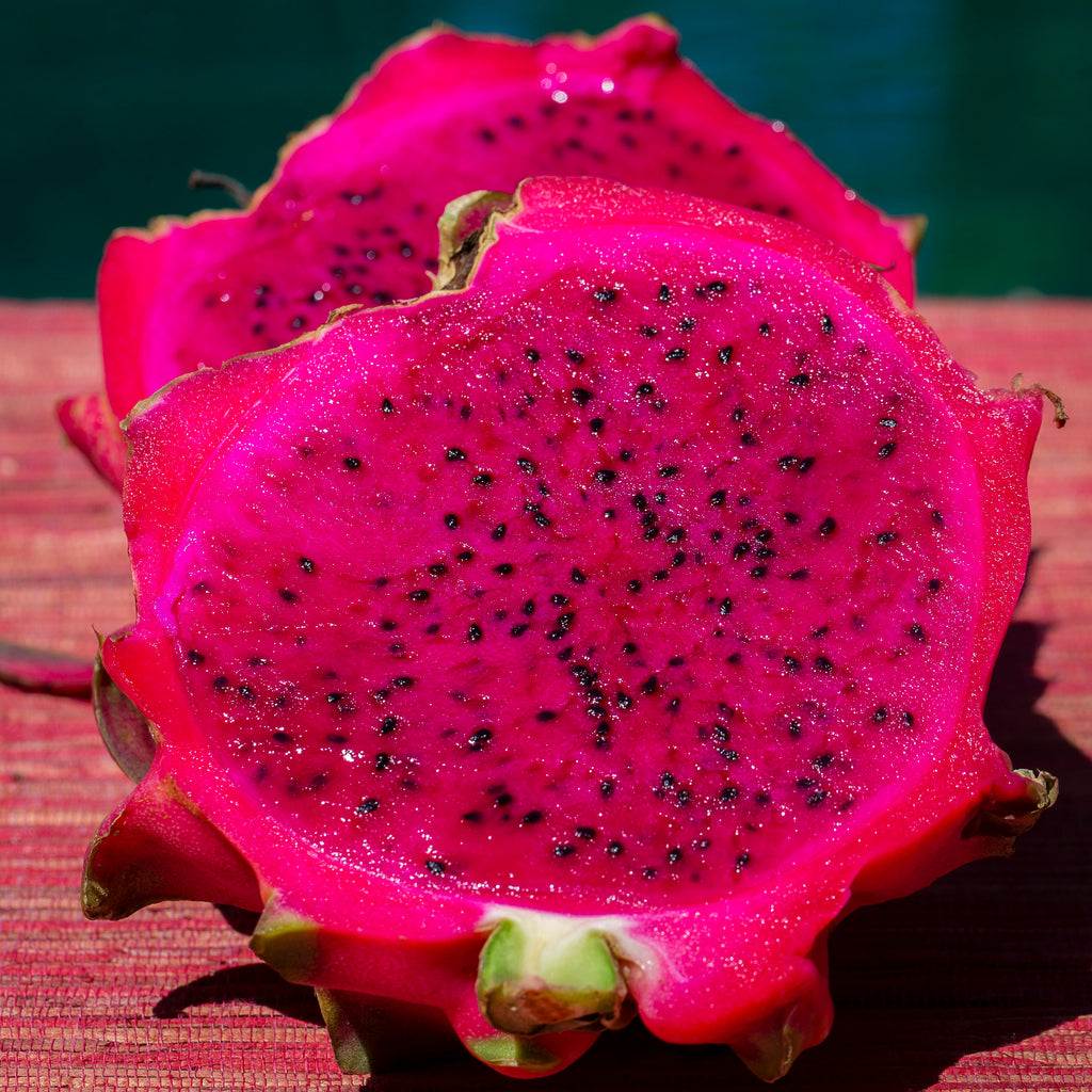 Dragon Fruit Plant (Purple Variety – Hylocereus polyrhizus)