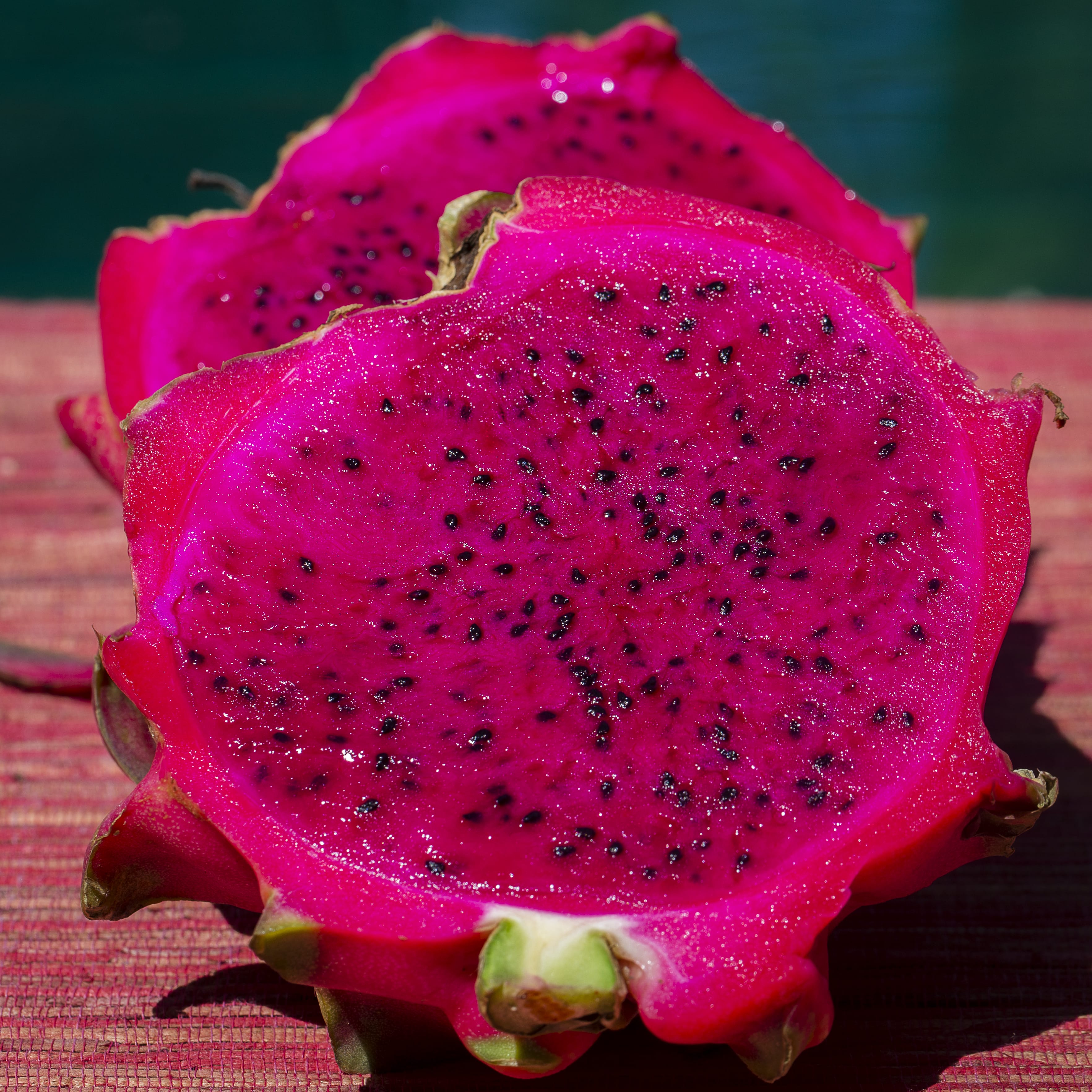 Dragon Fruit Plant (Purple Variety – Hylocereus polyrhizus)