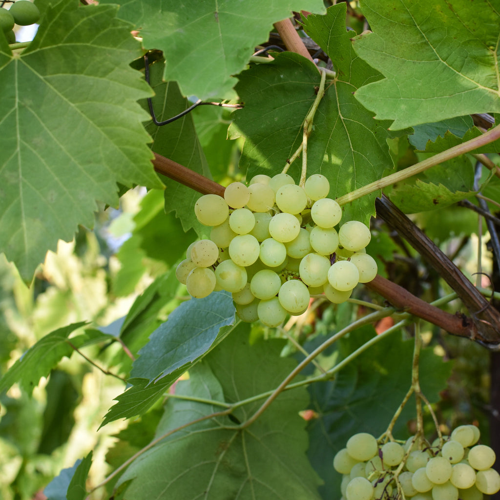 Sultana Grape Vine (Vitis vinifera – Seedless Green Grape for Fresh Eating & Drying)